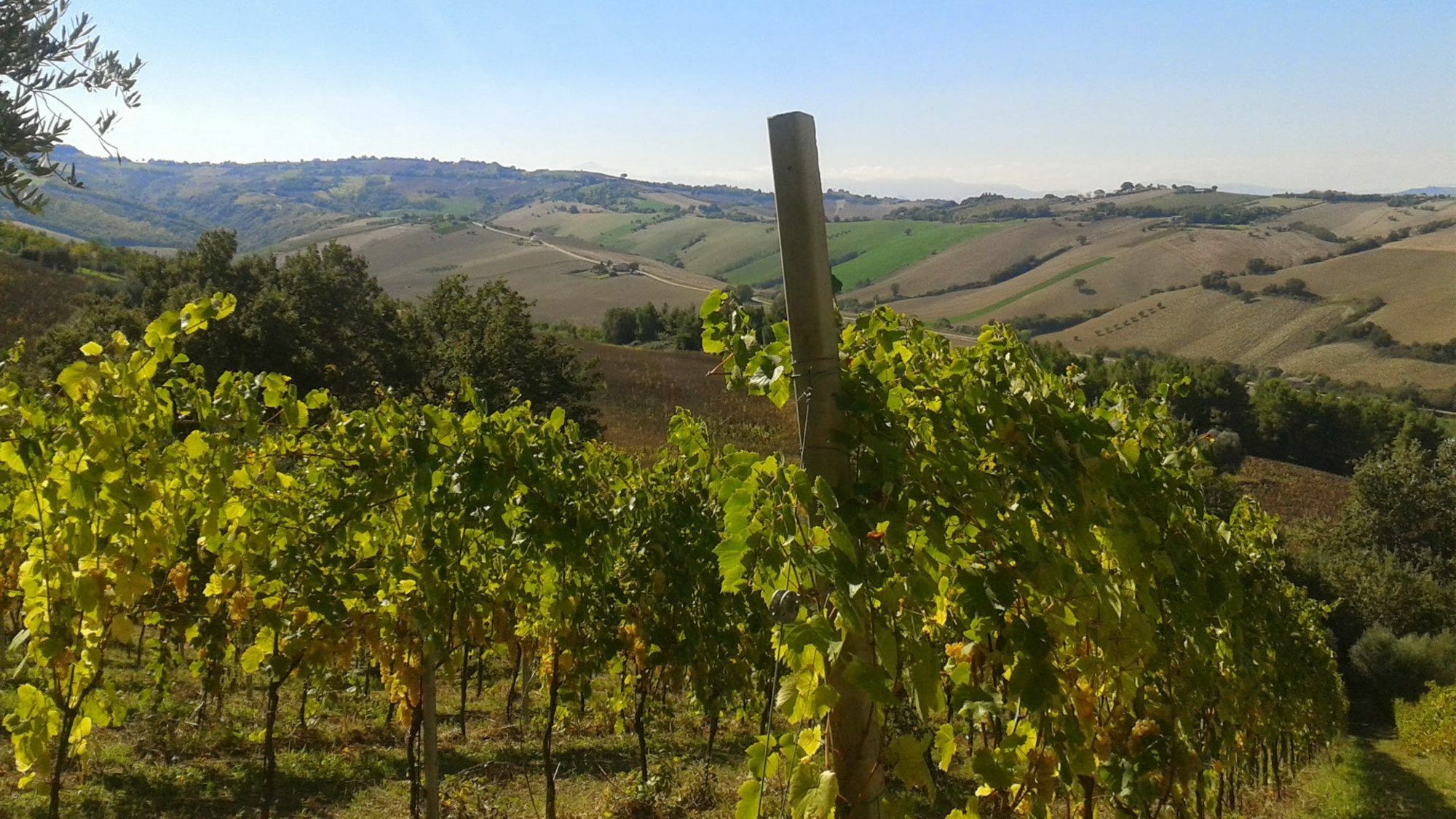 Agriturismo Le Vigne فيرمو المظهر الخارجي الصورة